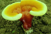 灵芝孢子粉可以装胶囊里吃吗？常吃灵芝孢子粉一定要看！
