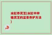 水缸养灵芝(水缸中种植灵芝的盆景养护方法)