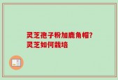 灵芝孢子粉加鹿角帽？灵芝如何栽培
