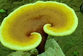 什么样的灵芝孢子粉最好？你居然不知道吗？