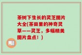 茶树下生长的灵芝图片大全(茶田里的神奇灵草——灵芝，多幅精美图片盘点！)