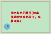 柚木长出的灵芝(柚木成功种植高档灵芝，喜获硕果)