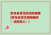野生赤灵芝的功效视频(野生赤灵芝视频解析：功效惊人！)