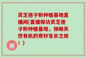 灵芝孢子粉种植基地直播间(直播探访灵芝孢子粉种植基地，领略天然有机的奇妙生长之旅！)