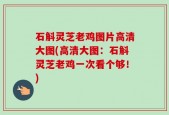石斛灵芝老鸡图片高清大图(高清大图：石斛灵芝老鸡一次看个够！)