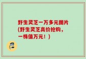 野生灵芝一万多元图片(野生灵芝高价抢购，一株值万元！)