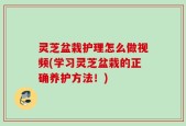 灵芝盆栽护理怎么做视频(学习灵芝盆栽的正确养护方法！)