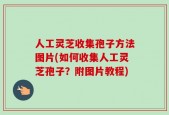 人工灵芝收集孢子方法图片(如何收集人工灵芝孢子？附图片教程)