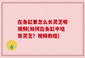 在鱼缸里怎么长灵芝呢视频(如何在鱼缸中培育灵芝？视频教程)