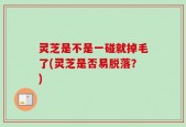 灵芝是不是一碰就掉毛了(灵芝是否易脱落？)