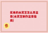 买来的水灵芝怎么弄盆景(水灵芝制作盆景指南)