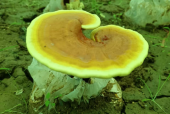 女人吃灵芝孢子粉的好处，你还不知道吗？