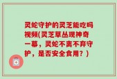 灵蛇守护的灵芝能吃吗视频(灵芝草丛现神奇一幕，灵蛇不离不弃守护，是否安全食用？)