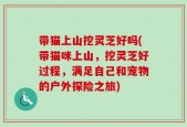 带猫上山挖灵芝好吗(带猫咪上山，挖灵芝好过程，满足自己和宠物的户外探险之旅)