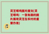 灵芝喂鸡图片图文(灵芝喂鸡：一张有趣的图片展现灵芝在农村的重要作用)