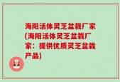 海阳活体灵芝盆栽厂家(海阳活体灵芝盆栽厂家：提供优质灵芝盆栽产品)
