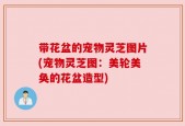 带花盆的宠物灵芝图片(宠物灵芝图：美轮美奂的花盆造型)