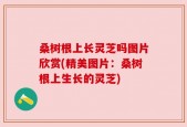 桑树根上长灵芝吗图片欣赏(精美图片：桑树根上生长的灵芝)