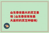 山东泰安最大的灵芝基地 (山东泰安现有最大面积的灵芝种植场)
