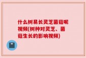 什么树易长灵芝菌菇呢视频(树种对灵芝、菌菇生长的影响视频)