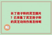 长了孢子粉的灵芝图片？已采集了灵芝孢子粉的灵芝功效作用怎样呢