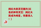 网红大凯灵芝图片(红色的神奇灵芝：网红大凯成为明星，效果惊人！)
