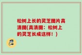松树上长的灵芝图片高清图(高清图：松树上的灵芝长成这样！)