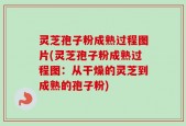 灵芝孢子粉成熟过程图片(灵芝孢子粉成熟过程图：从干燥的灵芝到成熟的孢子粉)