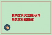我的宝贝灵芝图片(珍稀灵芝珍藏图册)