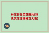 林芝野生灵芝图片(珍贵灵芝惊艳林芝大地)