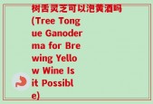 树舌灵芝可以泡黄酒吗(Tree Tongue Ganoderma for Brewing Yellow Wine Is it Possible)