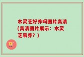 木灵芝好养吗图片高清(高清图片展示：木灵芝易养？)