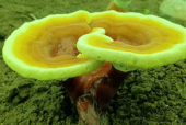 化疗能吃灵芝孢子粉吗？不会就你不知道吧？
