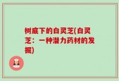 树底下的白灵芝(白灵芝：一种潜力药材的发掘)