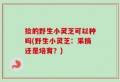 捡的野生小灵芝可以种吗(野生小灵芝：采摘还是培育？)