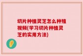 切片种植灵芝怎么种殖视频(学习切片种植灵芝的实用方法)