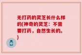 无打药的灵芝长什么样的(神奇的灵芝：不需要打药，自然生长的。)