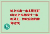 树上长出一米多灵芝好吗(树上长出超过一米的灵芝，惊叹自然的神奇功效)
