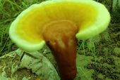 请问直肠癌患者是否可以吃灵芝孢子粉呢？不懂必看！