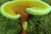 灵芝孢子粉最佳吃时间，可以早晚食用吗？