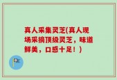 真人采集灵芝(真人现场采摘顶级灵芝，味道鲜美，口感十足！)
