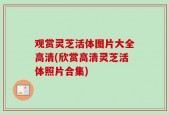 观赏灵芝活体图片大全高清(欣赏高清灵芝活体照片合集)