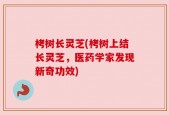 栲树长灵芝(栲树上结长灵芝，医药学家发现新奇功效)