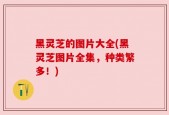黑灵芝的图片大全(黑灵芝图片全集，种类繁多！)