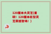 120厘米大灵芝(重磅！120厘米巨型灵芝震撼登场！)