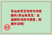 茅山赤灵芝功效与作用图片(茅山赤灵芝：全面解析功效与使用，附图片证明)