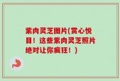 紫肉灵芝图片(赏心悦目！这些紫肉灵芝照片绝对让你疯狂！)