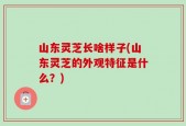 山东灵芝长啥样子(山东灵芝的外观特征是什么？)