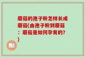 蘑菇的孢子粉怎样长成蘑菇(由孢子粉到蘑菇：蘑菇是如何孕育的？)
