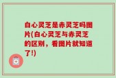 白心灵芝是赤灵芝吗图片(白心灵芝与赤灵芝的区别，看图片就知道了!)